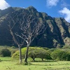 Image 4: Guided Oahu Tours – North Shore & Island Exploration for Two