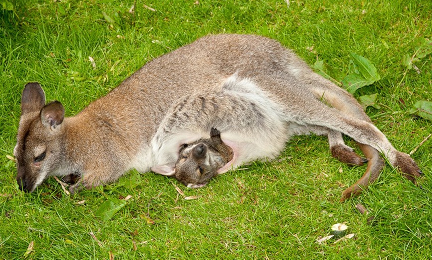 Image 7: Chew Valley Country Farm