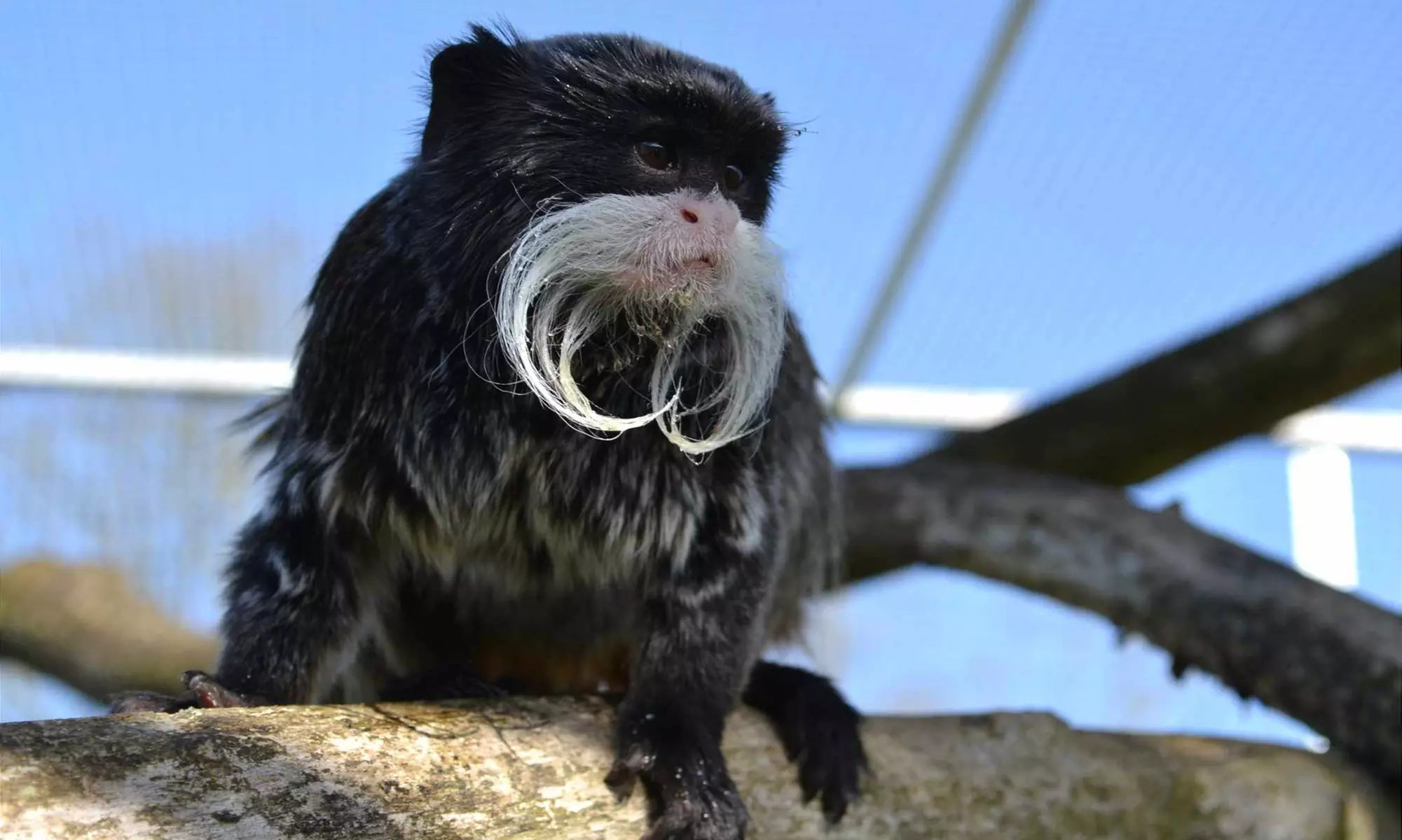 Billet enfant ou adulte pour La Réserve Exotique