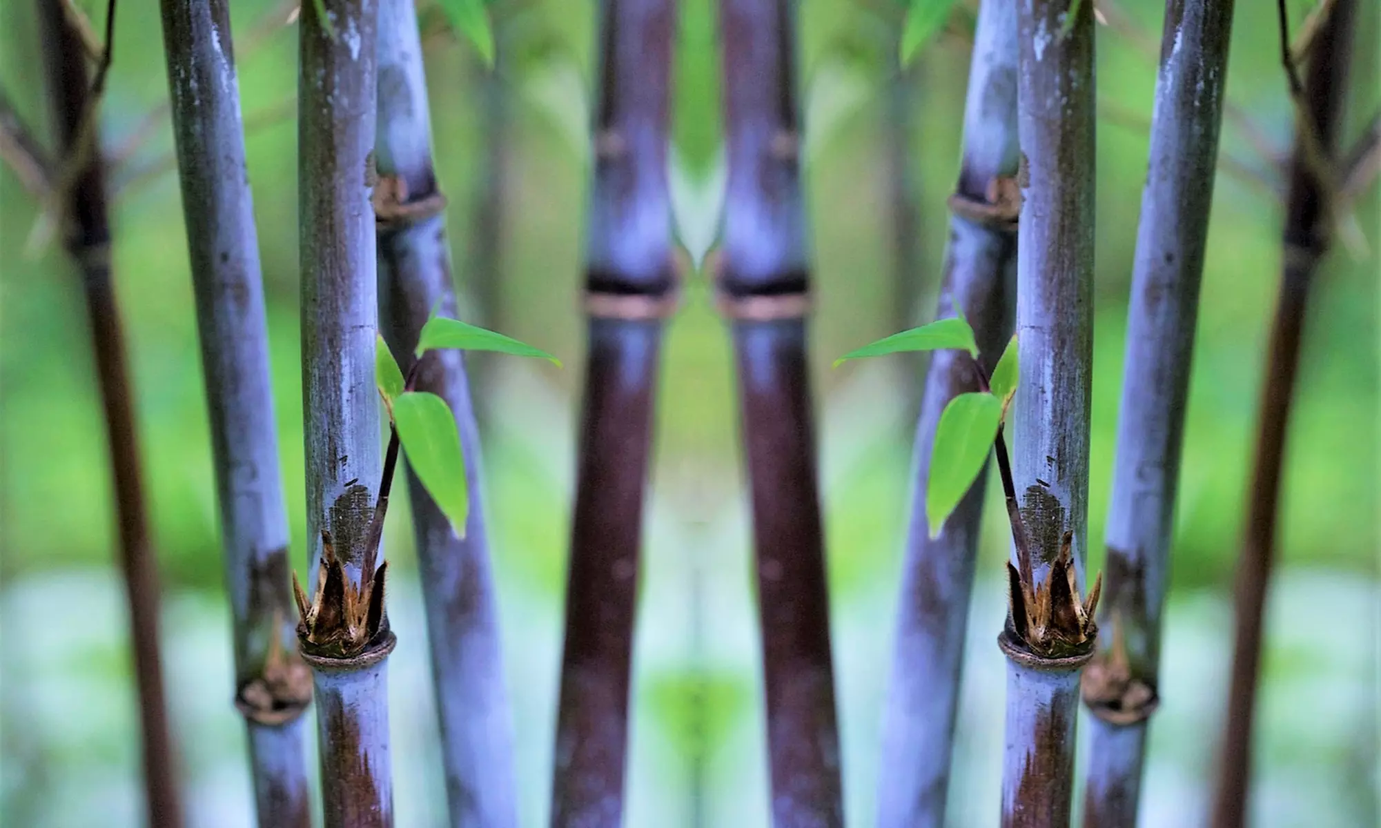 1x oder 2x Bambus Red Dragon (Fargesia)