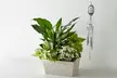 Same-Day Plant Gifts from FTD.com: Unique Plants and Succulents Collection Up to 50% Off - Second Medium