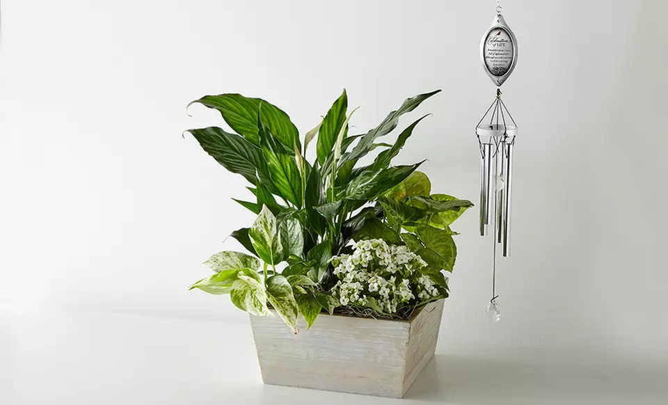 Unique Plant Gifts FTD.com Sustainable Succulents and Plants Lula’s Garden Collection Up to 55% Off