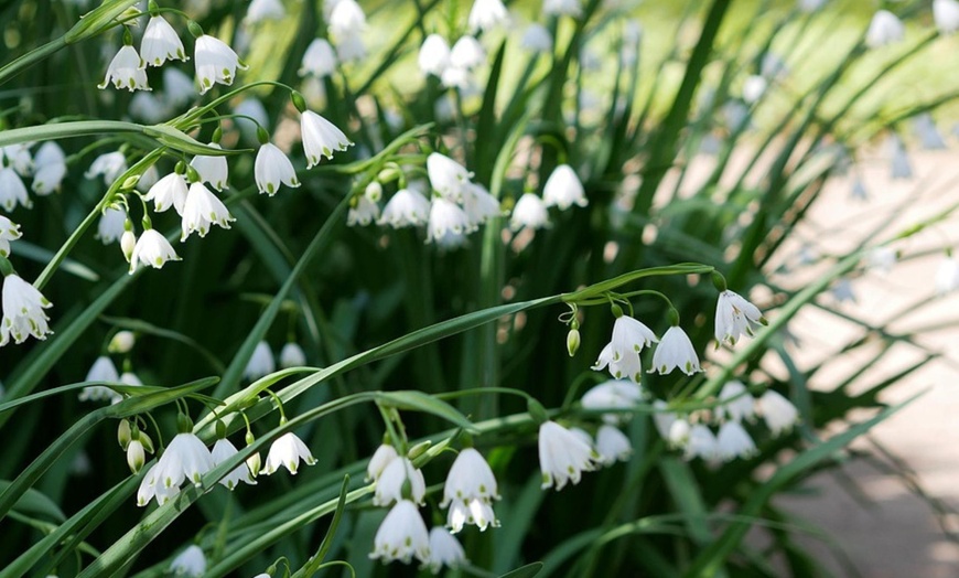 Image 3: 20 o 40 bulbi di Leucojum aestivum