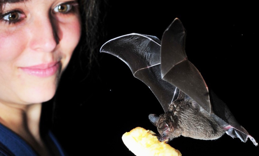 Image 1: Eintritt für die Fledermaus-Erlebnisausstellung inkl. Getränk 