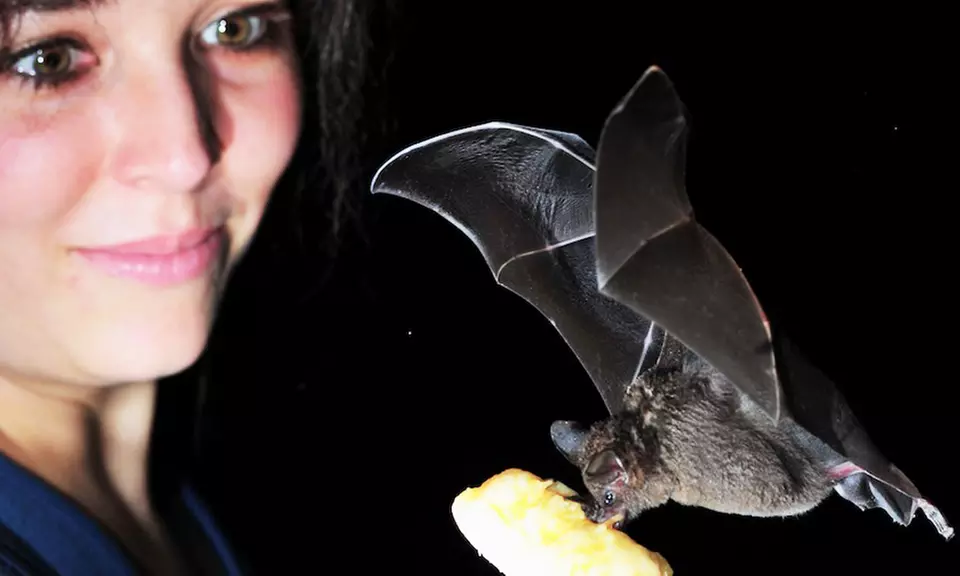 Eintritt für die Fledermaus-Erlebnisausstellung inkl. Getränk