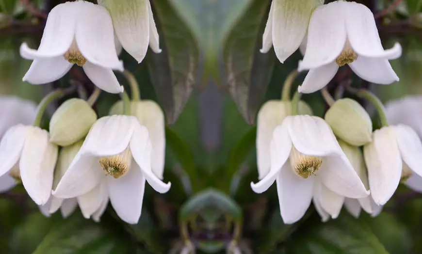 Image 3: Winter Beauty Clematis, Evergreen Foliage with Optional Tower Pot