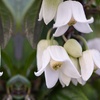 Image 3: Clematis 'Winter Beauty' - 1 or 2 Plants with Optional Tower Pots
