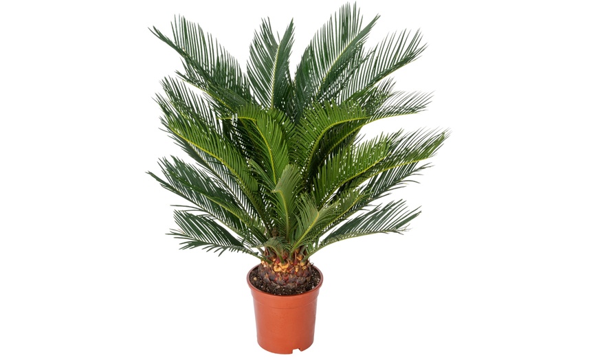 Image 2: 1 ou 2 Cycas du Japon "Cycas revoluta" de Gardenzo