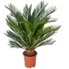 Image 2: 1 ou 2 Cycas du Japon "Cycas revoluta" de Gardenzo