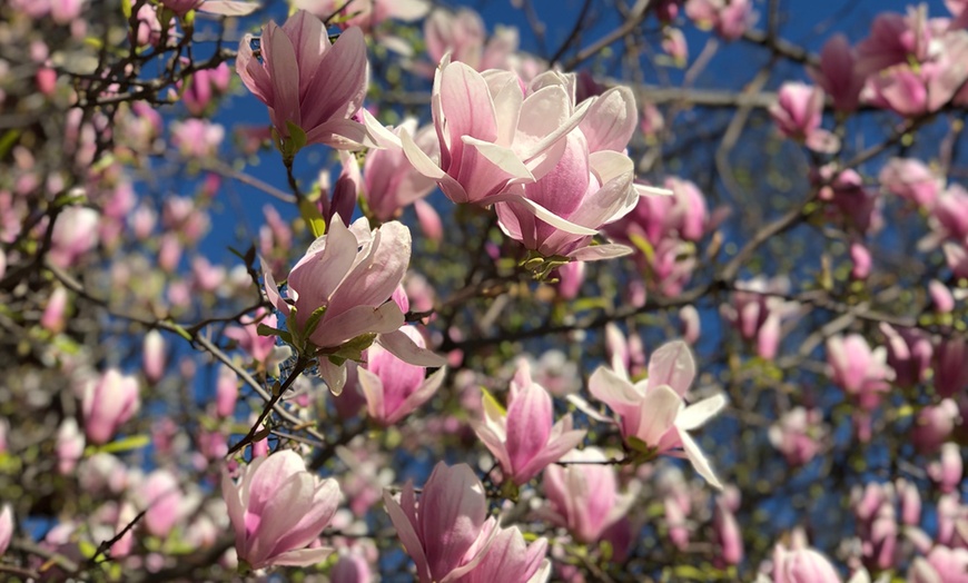 Image 3: Set de plantas de Magnolia