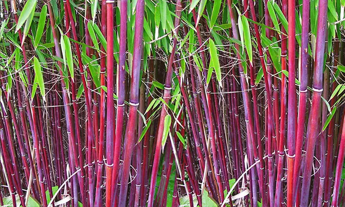 3 oder 6 Pflanzen Roter Bambus „Chinese Wonder“ inkl. Versand - Primary Image