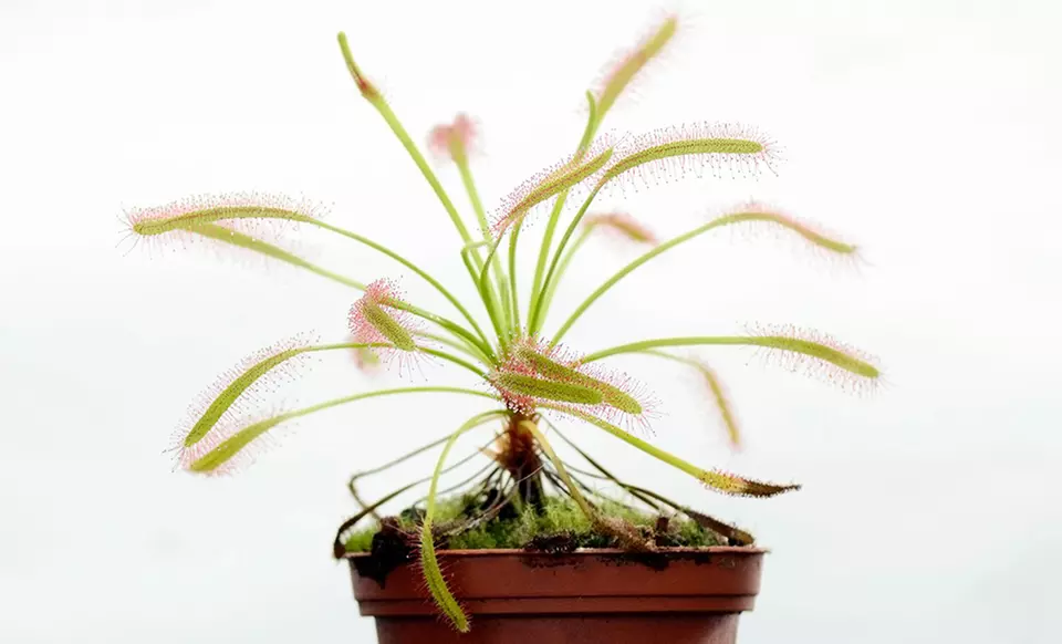 Carnivorous Plants (3-Pack) - Second Medium