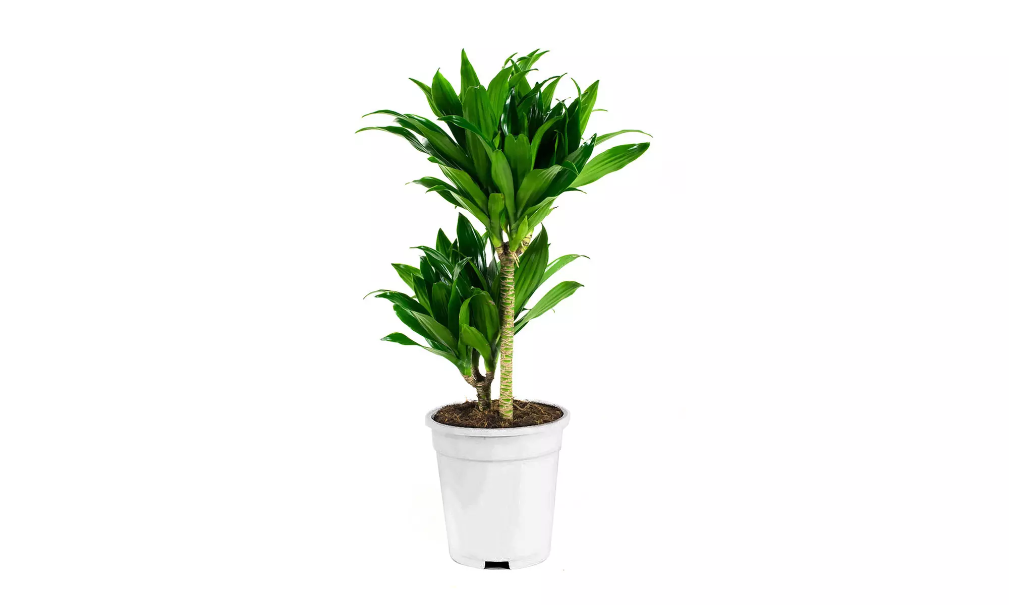 Conjunto de 5 plantas purificadoras de aire