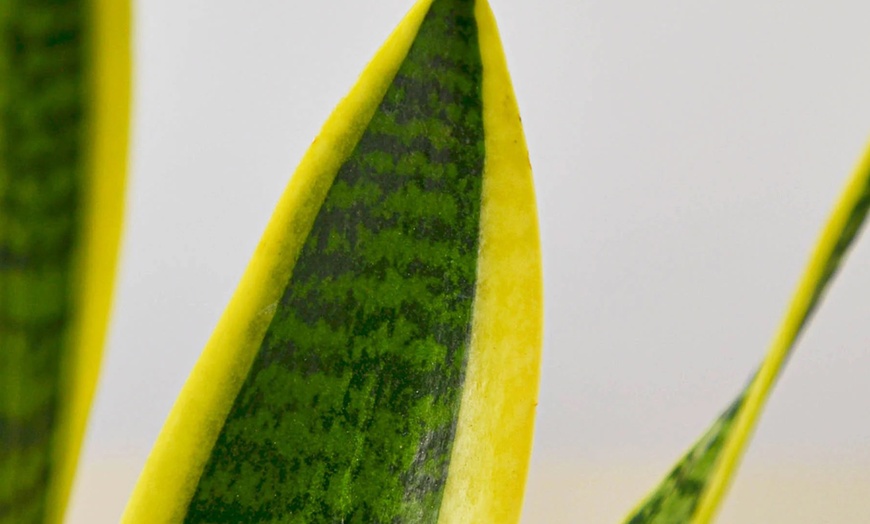 Image 8: Air Purifying Snake Plant 'Laurentii' from House Plant Shop with Free Shipping (Up to 15% Off)