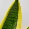Image 8: Snake Plant 'Laurentii' in 3", 4", and 6" Sizes with Free Shipping (Up to 15% Off)
