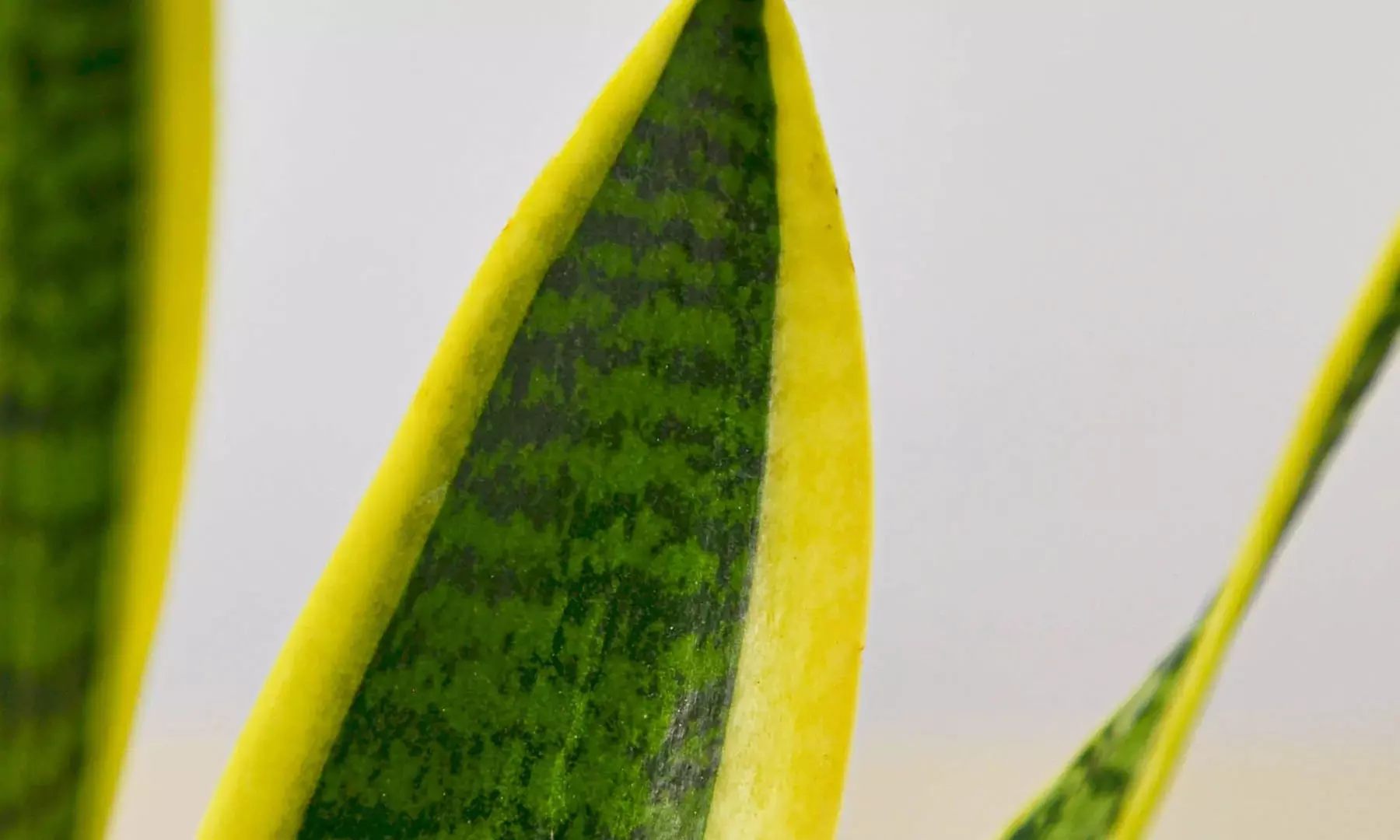 Air Purifying Snake Plant 'Laurentii' from House Plant Shop with Free Shipping (Up to 15% Off)