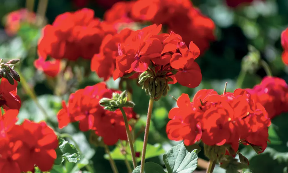 Geranium 'Best Red' - 12, 30 or 60 Plants