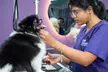 Pamper Your Pet Basic or Full Grooming for Small to XL Dogs/Cats - Nail Clipping, Haircut & More (Up To 63% Off) - Image 3