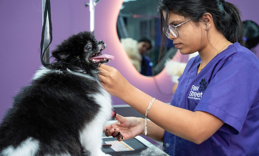 Image 3: Pamper Your Pet Basic or Full Grooming for Small to XL Dogs or Cats