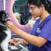 Image 3: Pamper Your Pet Basic or Full Grooming for Small to XL Dogs or Cats