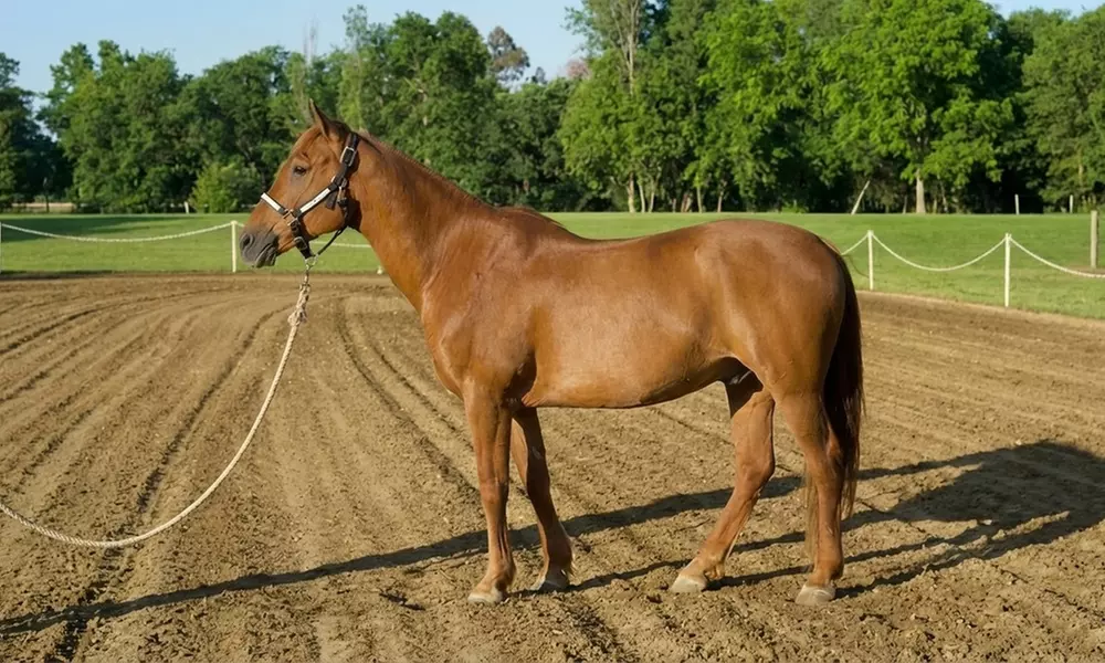 Intro to Horses and Riding - Scenic Views and Confidence in Herald, CA