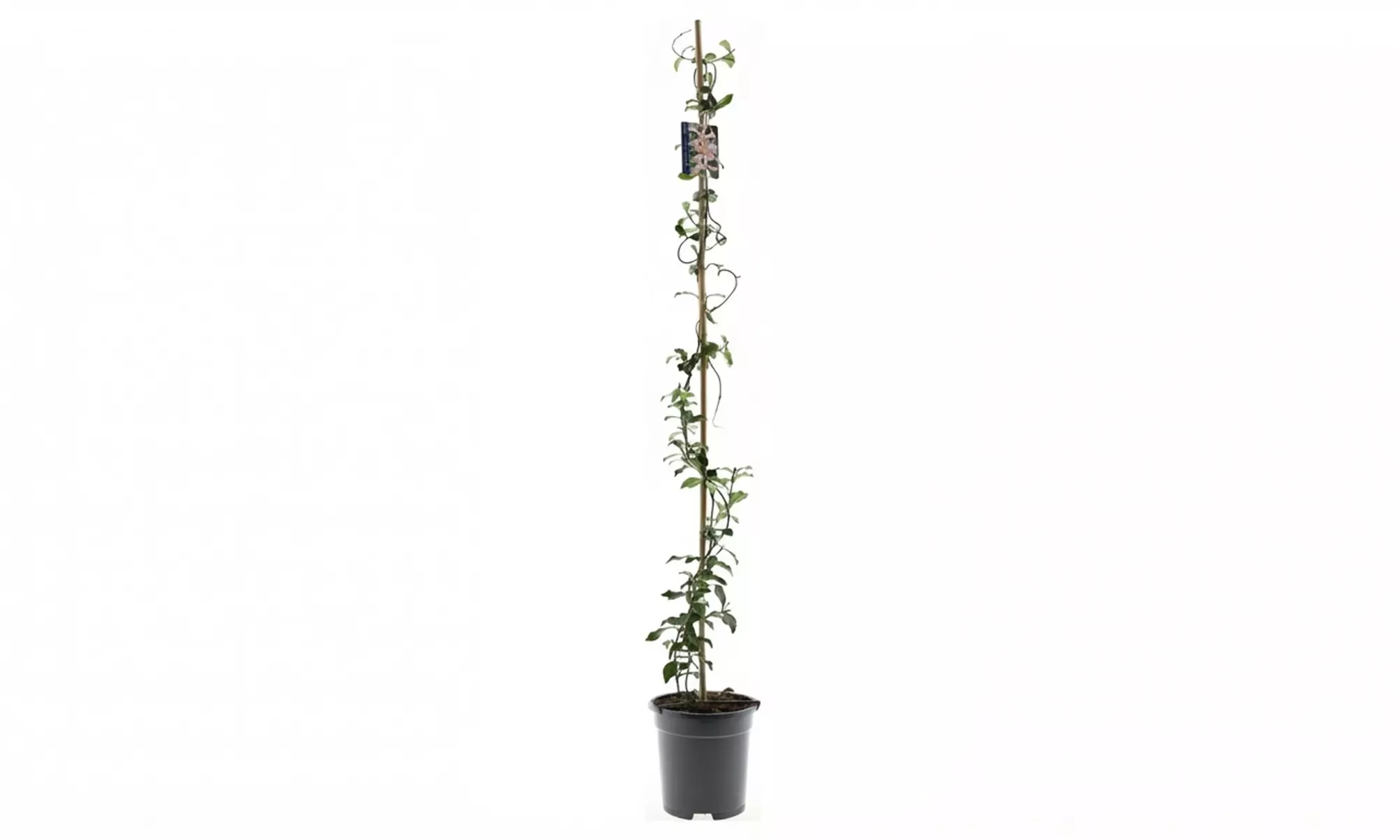 1 of 2 Toscaanse Jasmijnplanten XXL (110-120 cm)