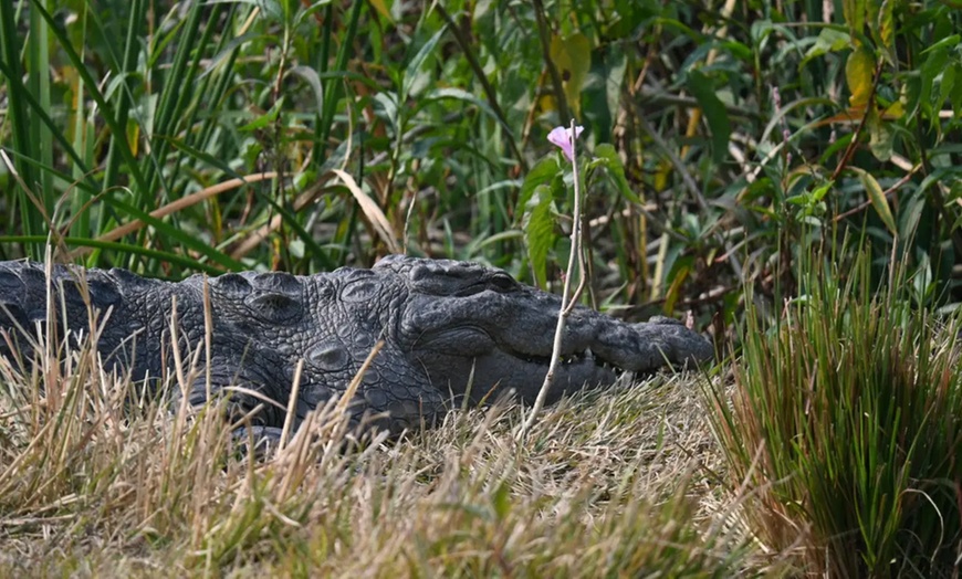 Image 1: Explore 1 Hour or 90-Minute Airboat Tour For One or Four People  