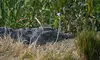 Uncover Florida's Wild Side with Spirit Of The Swamp's 1 Hour or 90-Minute Airboat Tour Up to  25% Off