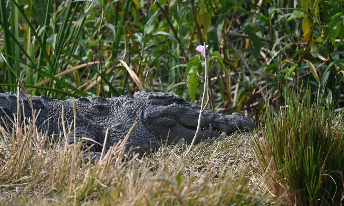 Explore 1 Hour or 90-Minute Airboat Tour For One or Four People  