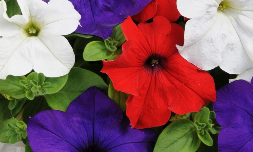 Image 4: Pack of Two Preplanted 'Patriotic' Mix Hanging Baskets