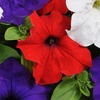 Image 4: Pack of Two Preplanted 'Patriotic' Mix Hanging Baskets