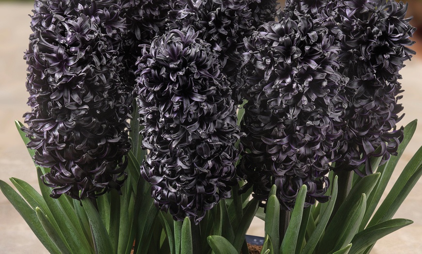 Image 3: Black Hyacinth Midnight Mystic® - 8 or 16 Plants
