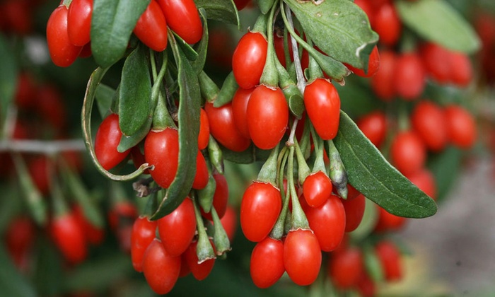 korting woningdecoratie goji bessenplanten groupon goods korting woningdecoratie goji bessenplanten groupon goods