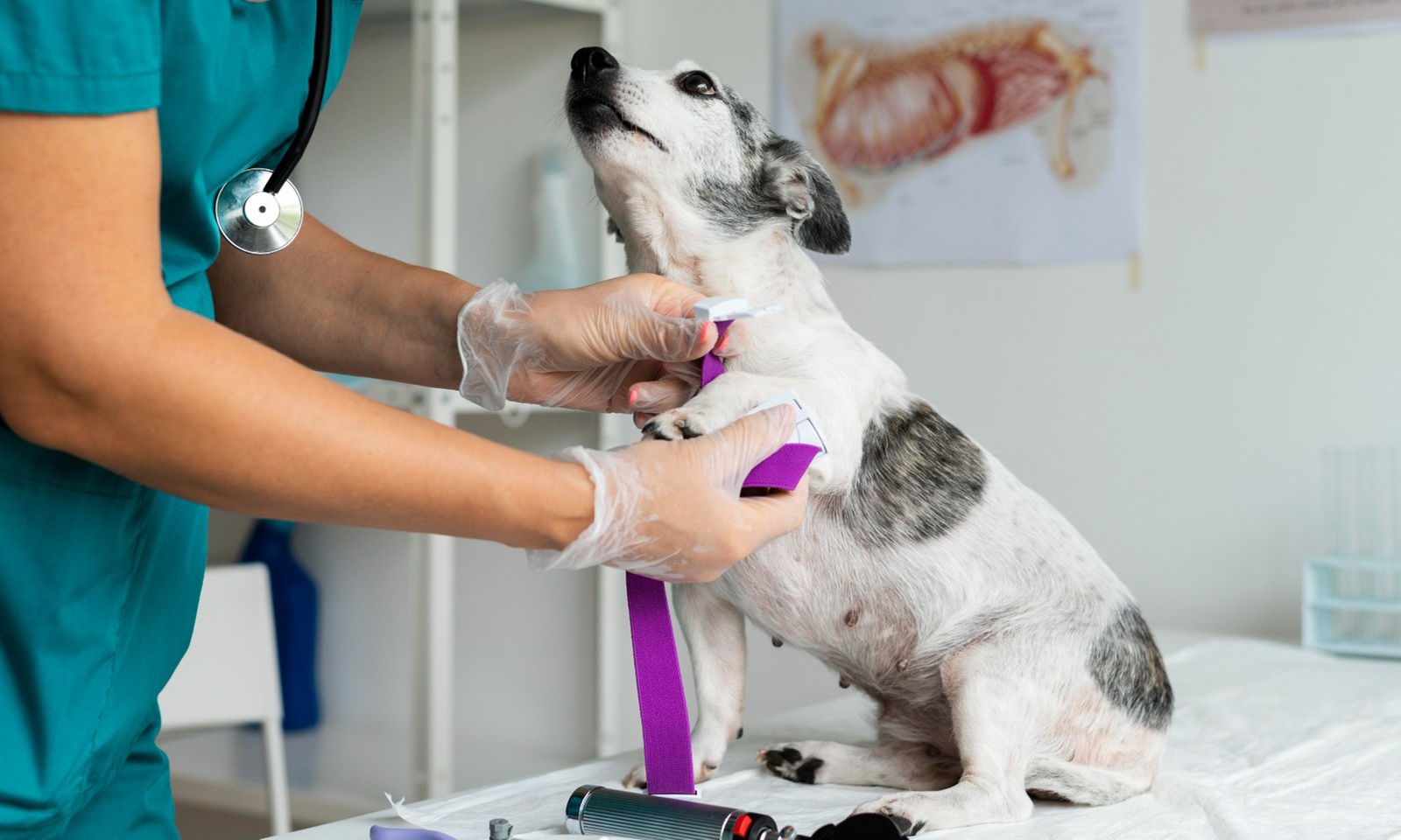 Examen físico general y test de leishmania con resultados rápidos