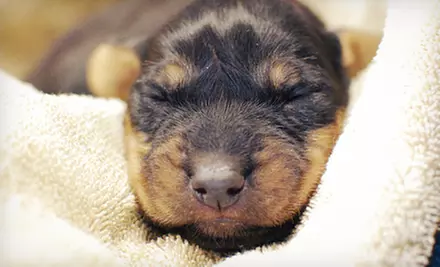 $10 Donation to Help Vaccinate Animals at a Shelter - Second Medium
