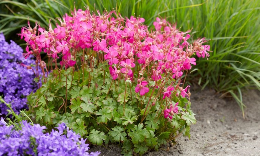 Image 7: One or Three Geranium 'Intense' 9cm Pot, Vibrant Neon Pink Blooms