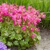 Image 7: One or Three Geranium 'Intense' 9cm Pot, Vibrant Neon Pink Blooms