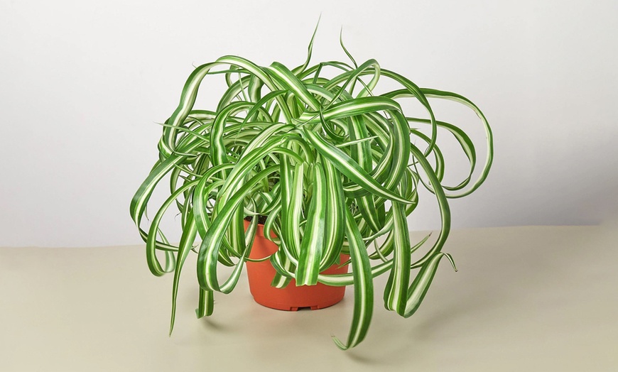 Image 9: Curly Charm: Spider Plant 'Bonnie' – Easy Care & Air-Purifying from House Plant Shop with Free Shipping Up to 15%Off