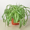 Image 9: Spider Plant 'Bonnie' in 3", 4", 6", and 8" sizes – Easy Care & Air-Purifying with Free Shipping Up to 15%Off