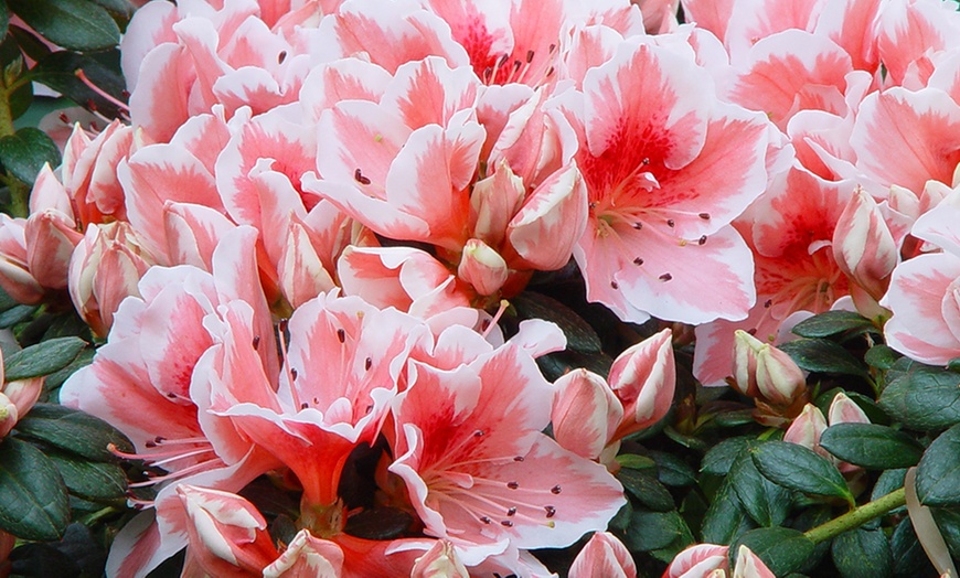 Image 1: Pink Azalea Tree 