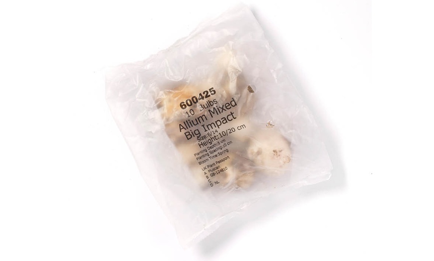 Image 6: 10- or 20-Bulbs of Allium 'Big Impact' Mixed Spring Flowering Bulbs