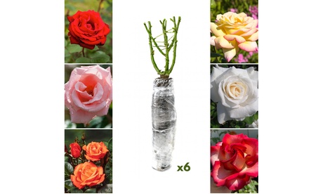 OH2 ,Set di 3 Rose a fiore grande Kronenbourg rosso-bianco, Red
