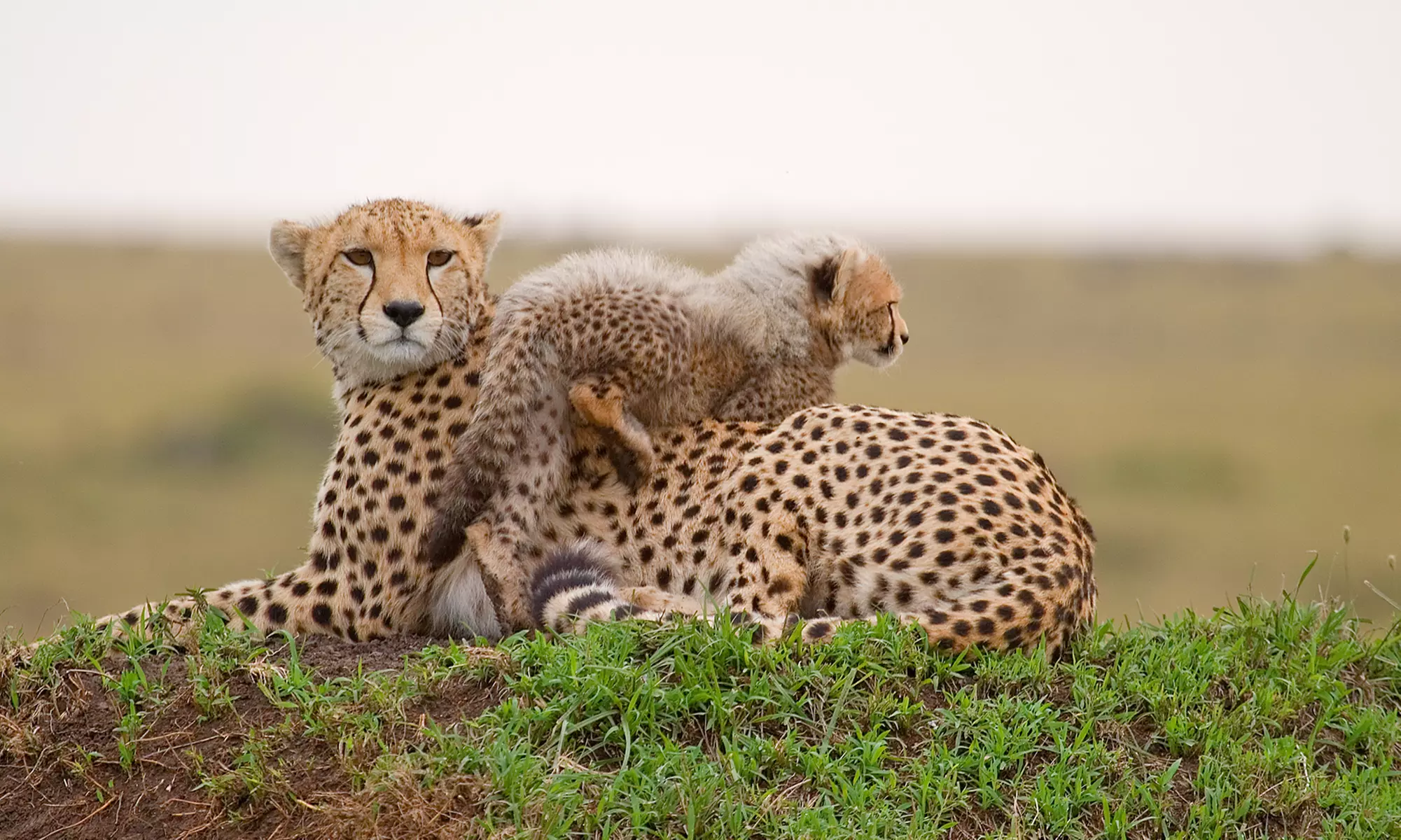 Kenya Tour. Price is per Person, Based on Two Guests per Room. Buy One Voucher per Person. - Primary Image