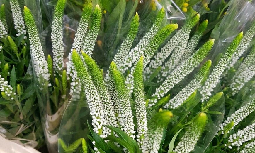 Image 2: Pack di fiori per aiuola di NatureNest