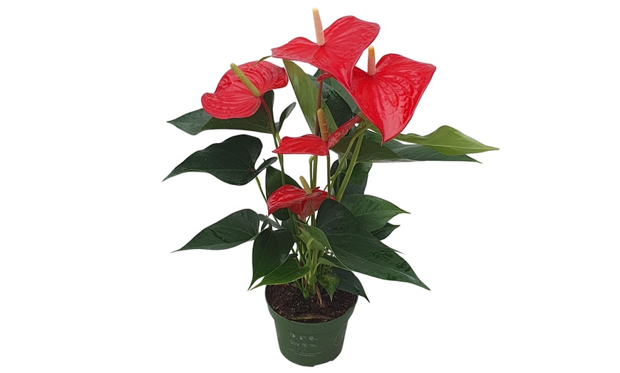 Image 17: Rootz — Plante d'intérieur tropicale Anthurium
