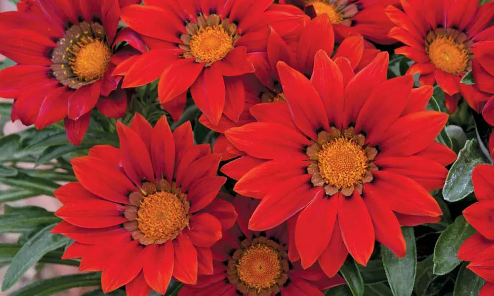 Gazania Red Shades