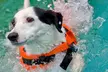 Dog Swim & Groom Deals: 1 or 3 Dog Swim Session or Deluxe Groom
Packages for All Breeds @Pawsome (Up To 56% Off) - Image 7