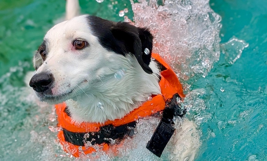 Image 7: Dog Swim Sessions or Deluxe Grooming Packages for All Breeds