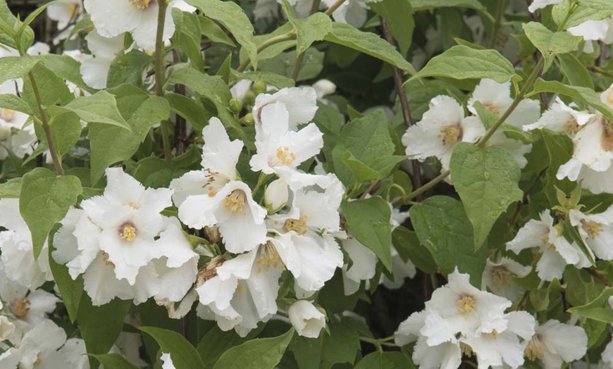 Image 4: Mock Orange Philadelphus 'Pearls of Perfume' 1 or 3 Potted Plants