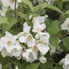 Image 4: Mock Orange Philadelphus 'Pearls of Perfume' 1 or 3 Potted Plants